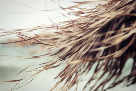 Grass Roof in Wind