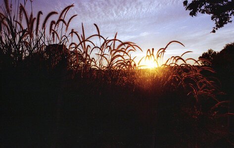Wheat field photo