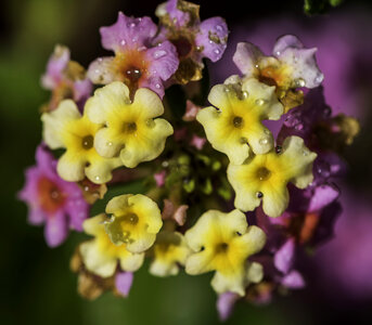 Yellow flowers with due on them