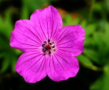 Bloom purple plant