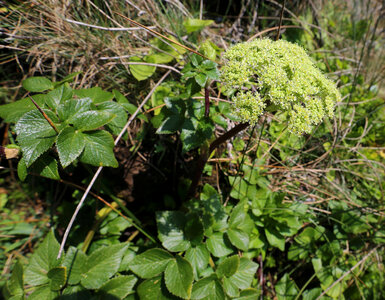 Angelica lucida