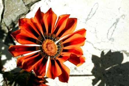 Bloom image red