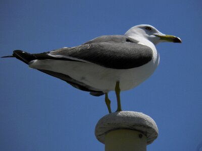 Sea gull bird port