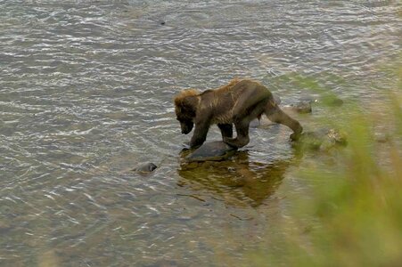 Bear bear cub brown