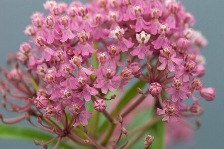 Swamp milkweed-1 photo