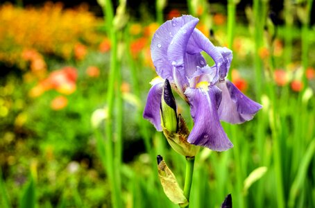 Beautiful Flowers beautiful photo blooming