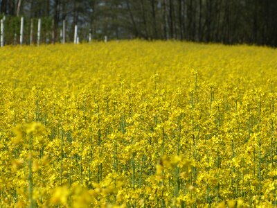 Meadow floral plants