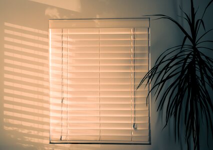 blinds, shadow and house plant photo