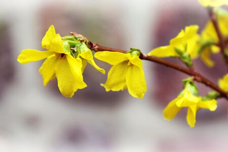 Spring golden bells gold lilac photo
