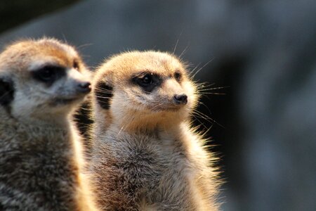 Nature animals mammal