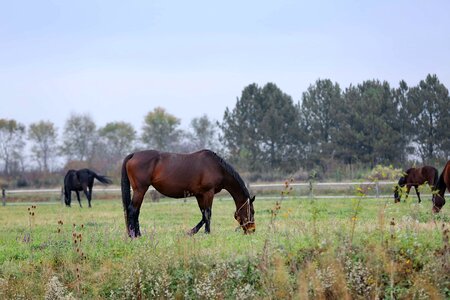 Grass grazing horses photo