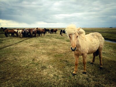 Animals grass field