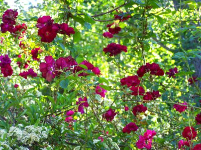 Flower rose bloom