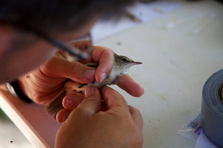 Nihoa Millerbird Translocation-4