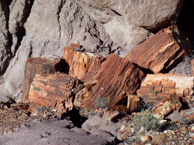 Wood dead wood nature photo