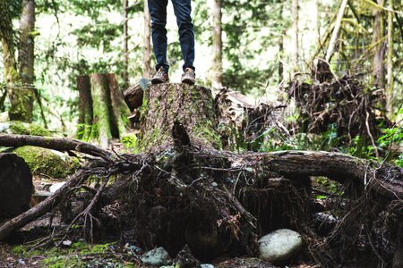 Standing On Top Of Tree Trunk photo