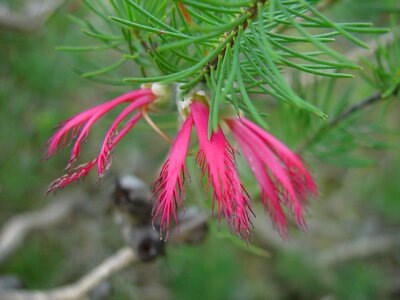 Blossoming red tree photo