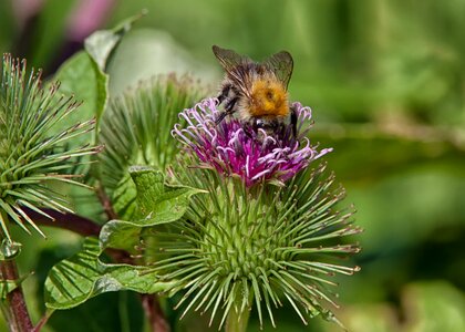 Bee nature summer