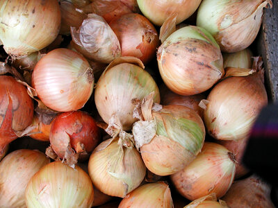 Onions Farmers Market photo