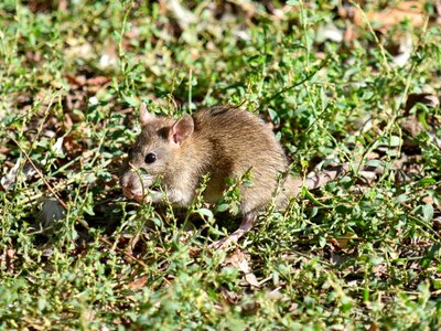 Mouse wild rodent photo