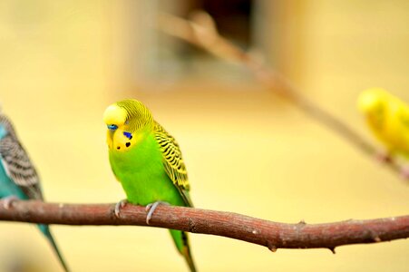 Green yellow pet parakeet photo