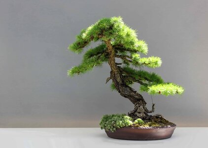 Beautiful Photo bonsai branch