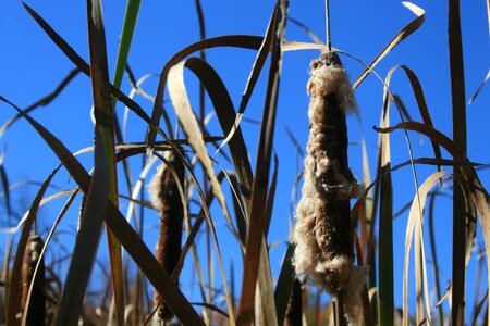Rural outdoor cat tail