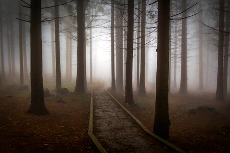 Misty mystic pine wood photo