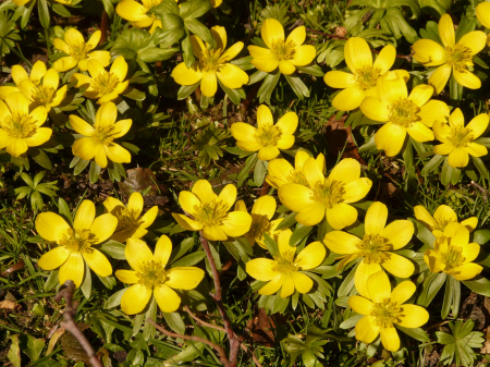 Close up macro flowers