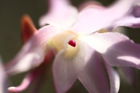 Beautiful beautiful flowers bloom