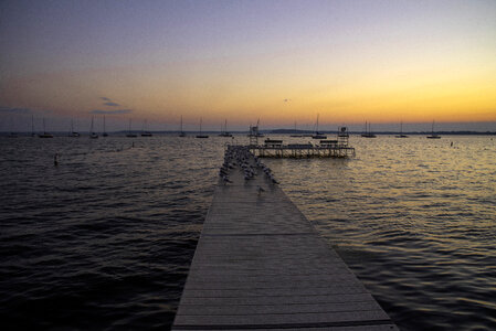 Seagulls on the Pier during Sunrise on Lake Mendota photo