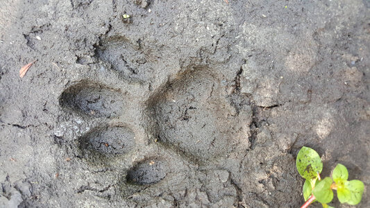 Florida panther track