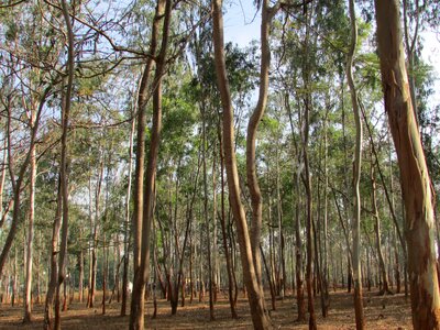 Tree organic agriculture