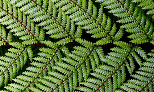 Fresh Green Ferns photo