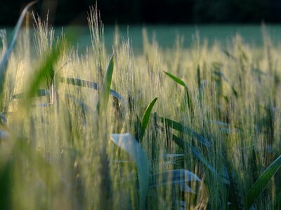 Summer landscape mood