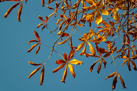 Gold autumn colours tree photo