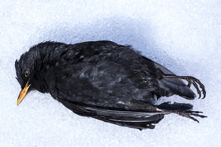 Snow nature die