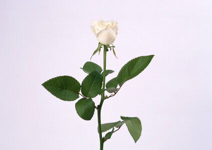 white rose photo