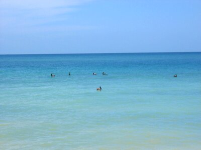 Birds blue swim photo