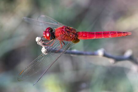 Animal arthropod beautiful photo