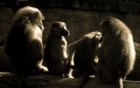 Zoo monkey family primates