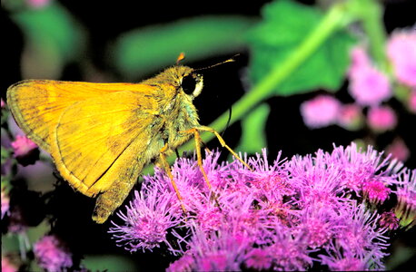 Bug butterfly European