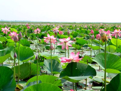 Bangladesh beautiful photo blossom