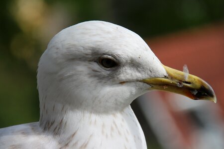 Seagull head close up