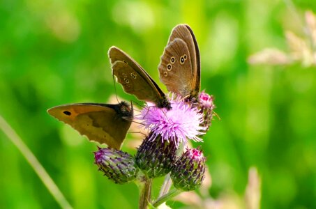 Animal arthropod beautiful flowers