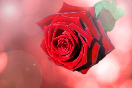 Rose roses background photo