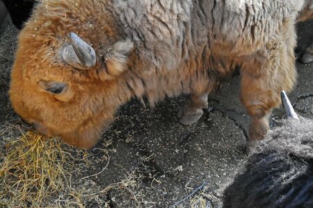 Bison horn longhorn