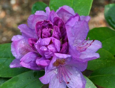 Purple bloom dew