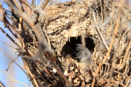 Bird domestic nature