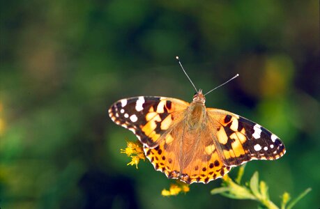 Above brown butterfly